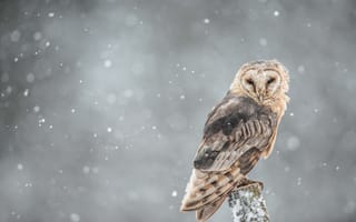 Картинка сова, ветка, снег, ищу