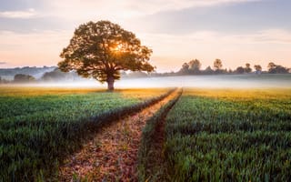 Картинка Англия, свет, поле, туман, графство, солнце, утро, дерево, Херефордшир