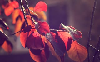 Картинка листья, ветки, осень, макро, ветви, природа