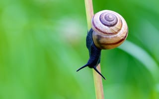 Картинка snail, stalk, shell, оболочка, усики, улитка, antennae, стебель
