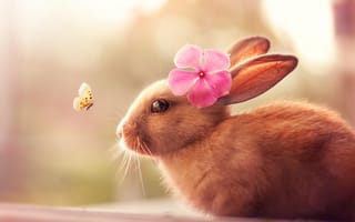 Обои кролик, уши, бабочка, шерсть, цветок