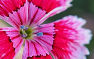 Картинка китайская гвоздика, лепестки, цветок