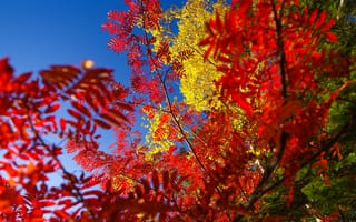 Картинка небо, багрянец, листья, дерево, осень