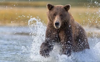 Картинка Аляска, медведица, большой бурый медведь, Katmai National Park, вода, рыбалка, брызги