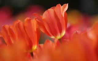 Картинка тюльпаны, оранжевые, весна, природа