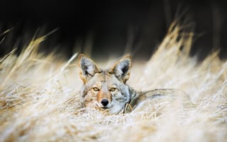 Картинка Coyote, природа