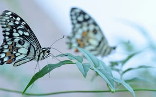 Картинка бабочка, крылья, насекомое, трава