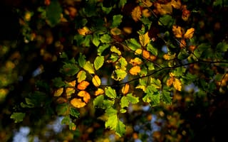 Картинка лес, осень, свет, дерево, листья, ветки