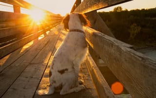 Картинка собака, свет, мост