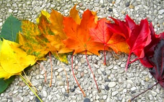 Картинка осень, радуга, камни, листья, клён