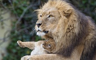 Картинка лев, львёнок, кошки, пара ©Tambako The Jaguar