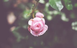 Картинка цветок, розовая, бутон, лепестки, роза