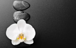 Картинка камешки, цветок, белая орхидея