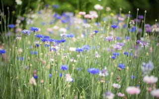 Обои цветы, синие, трава, голубые