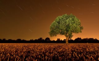 Картинка ночь, пейзаж, поле, дерево