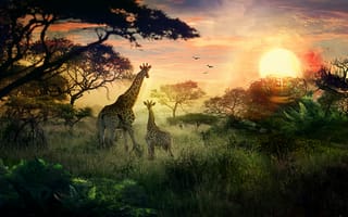 Картинка жирафы, природа, солнце, детеныш, сафари, закат