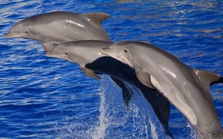 Картинка дельфины, млекопитающее, море, вода