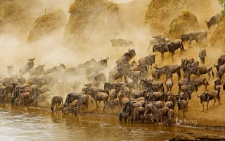 Картинка Masai Mara National Reserve, Кения, антилопа, Африка, река, Масаи Мара, гну