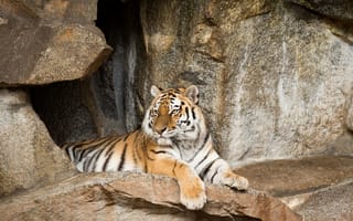 Картинка тигр, отдых, амурский, кошка, камни
