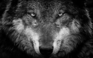 Картинка волк, хищник, взгляд