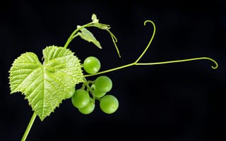 Картинка виноград, фрукт, зеленый, листья, черный фон, ягоды