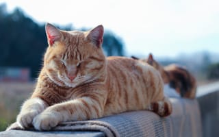 Картинка кот, лежит, отдых, рыжий