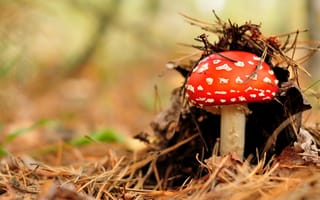 Картинка гриб, природа, лес