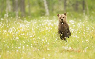 Картинка медвежонок, трава, природа, наблюдение