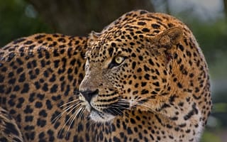 Обои леопард, дикая кошка, настороженность, профиль, хищник, пятна