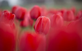 Картинка цветы, весна, красные, клумба, тюльпаны