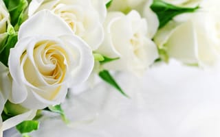 Картинка white, flowers, roses, розы, белые