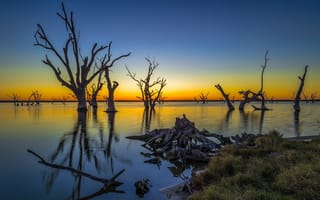 Картинка trees, Lake Bonney, Australia