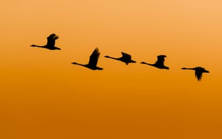 Картинка утки, оранжевое небо, полет, живая природа, солнечный, крылья