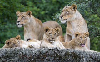 Картинка львята, язык, зевает, львица, камень, ©Tambako The Jaguar, семья, кошки