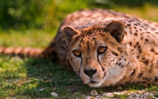 Картинка Cheetah, Animals, Дикая кошка, Кошки, Lying