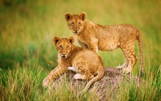 Обои львы, львята, Африка
