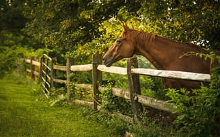 Картинка лето, деревья, лошадь, забор, ограда