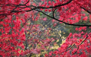 Картинка деревья, ветки, листья, багрянец, осень