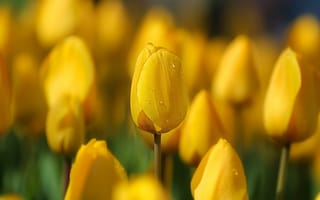 Картинка тюльпаны, весна, цветы, желтые