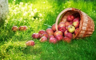 Картинка трава, яблоки, корзина