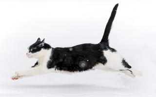 Обои кот, снег, зима, прыжок