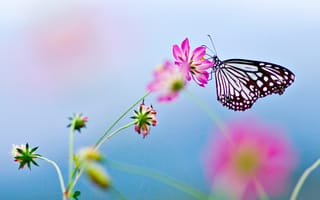 Картинка цветок, бабочка, butterfly, flower