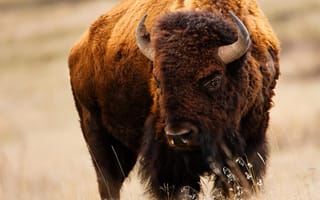 Картинка животные, поле, Montana, бизон, National Bison Range near St. Ignatius, пастбище, природа
