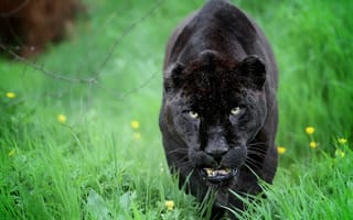 Картинка ягуар, пантера, хищник, морда, дикая кошка