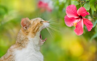 Картинка кот, цветок, зевает