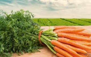 Картинка морковное поле, young carrots, молодая морковь, carrot field