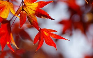 Обои листья, клен, осень, природа