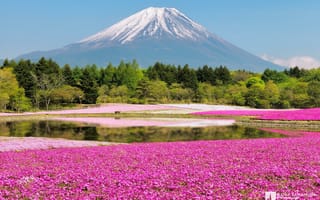 Картинка Kenji Yamamura, цветы, Фудзи, Япония, гора, photographer, лес