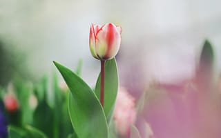 Картинка тюльпан, природа, цветок