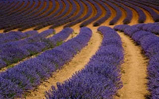 Картинка природа, lavender, лаванда, поле, field, nature